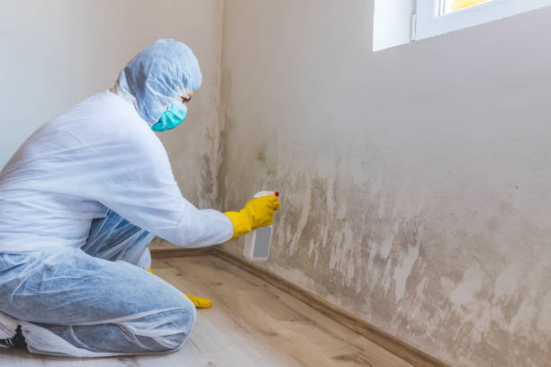 Licensed Commercial Mold Remediation service in McKinney, TX - 24 Hour Mold Removal