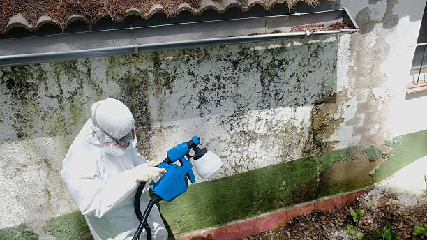 Top rated local Commercial Mold Remediation specialists in McKinney, TX